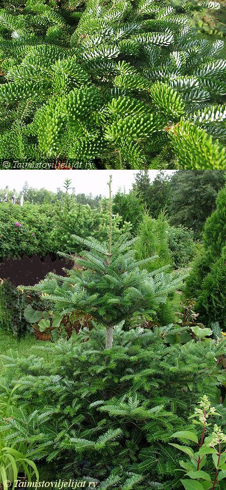 Abies koreana, koreanpihta